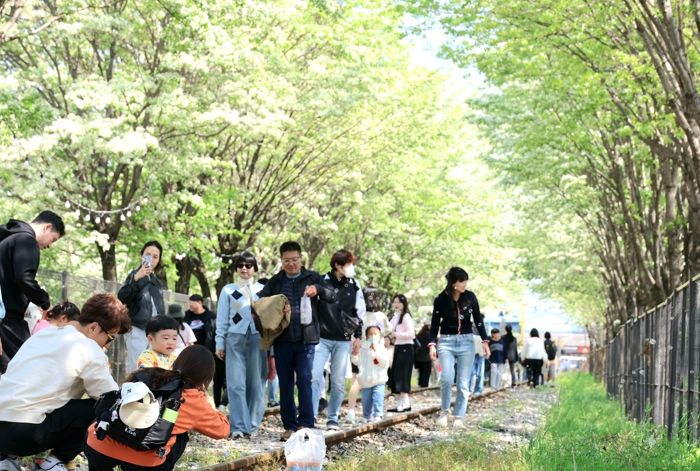 전주시 이팝나무꽃 만개한 팔복동 철길, 다시 시민의 품으로
